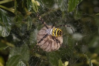 L'Argiope frelon ou Argiope fascie. Une femelle surveillant son cocon (Araneae - Araneidae - Argiope bruennichi)